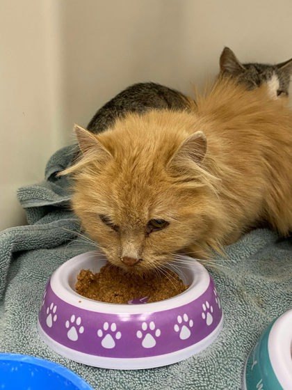 Barn Cat Fuzzy Lumpkins, an adoptable Domestic Long Hair, Domestic Short Hair in Caldwell, ID, 83607 | Photo Image 1