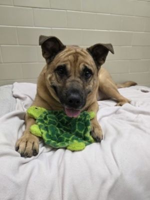 What my friends at Seattle Humane say about me I do best in calm homes where theres not a ton
