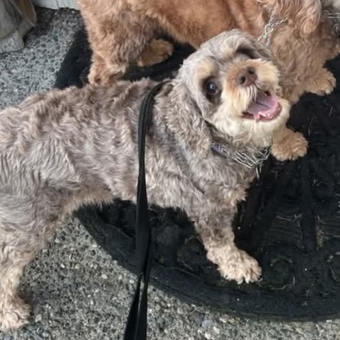 Lulu, an adoptable Cockapoo in Bellingham, WA, 98228 | Photo Image 1
