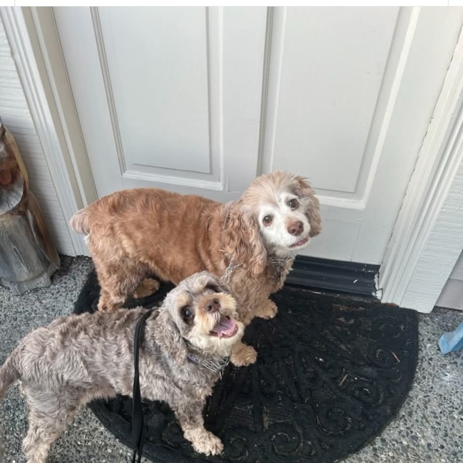 Lulu, an adoptable Cockapoo in Bellingham, WA, 98228 | Photo Image 2