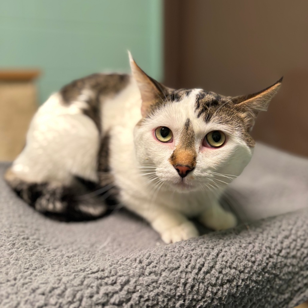 Robert--In Foster, an adoptable Domestic Short Hair in Fargo, ND, 58102 | Photo Image 1