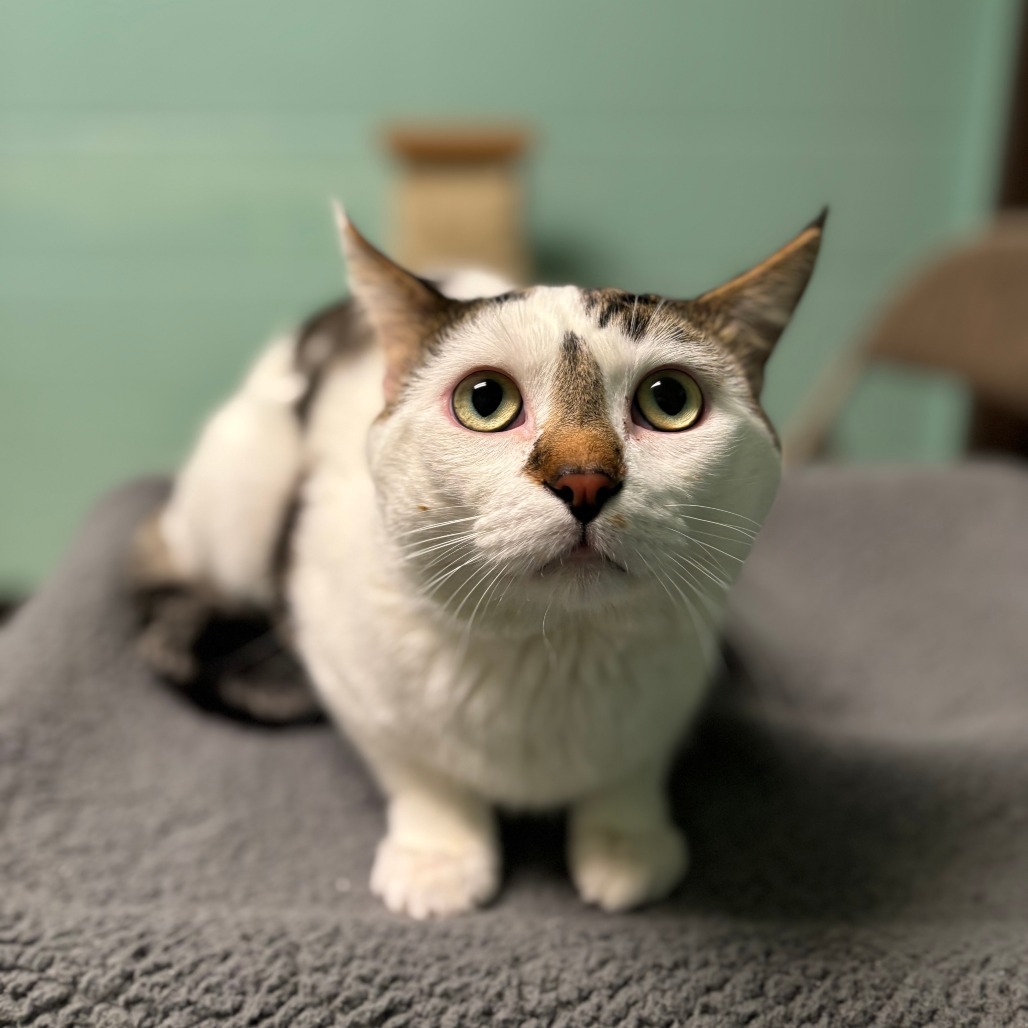 Robert--In Foster, an adoptable Domestic Short Hair in Fargo, ND, 58102 | Photo Image 2