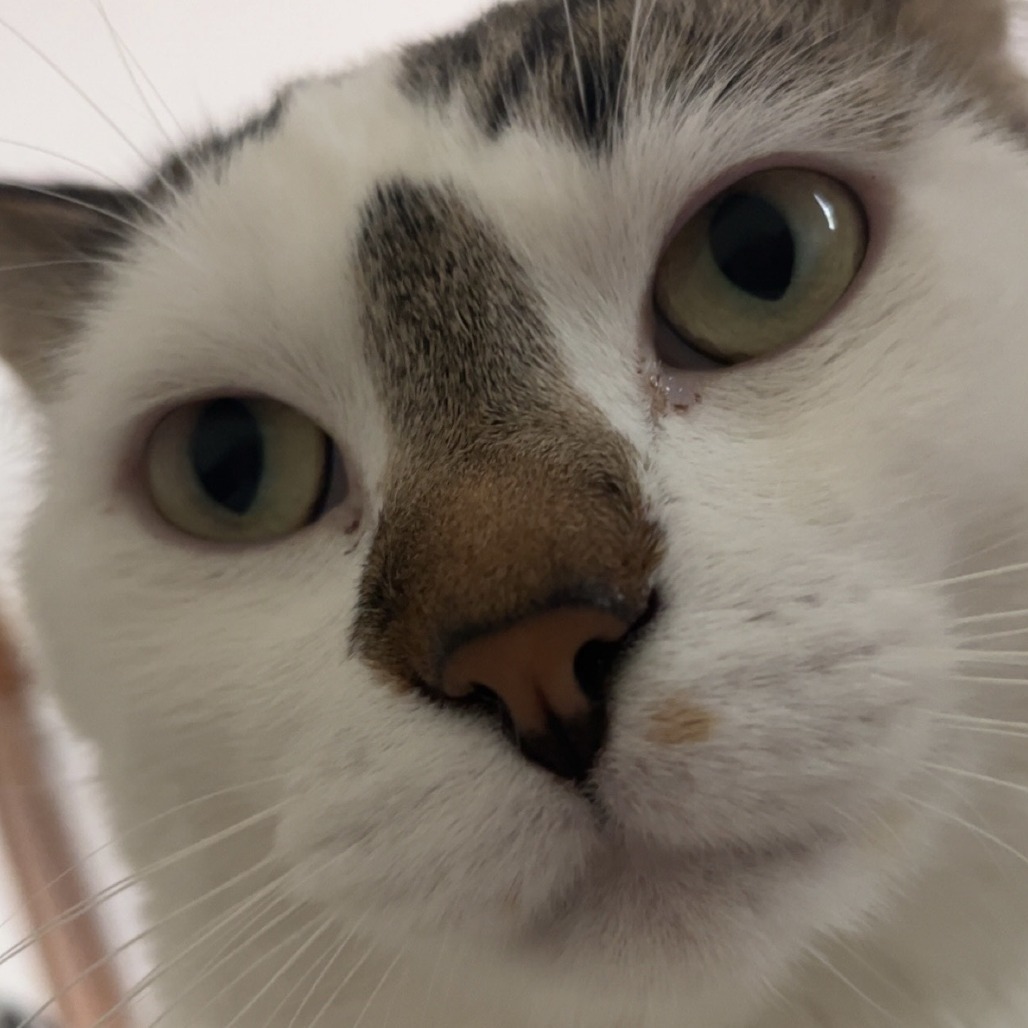 Robert--In Foster, an adoptable Domestic Short Hair in Fargo, ND, 58102 | Photo Image 4