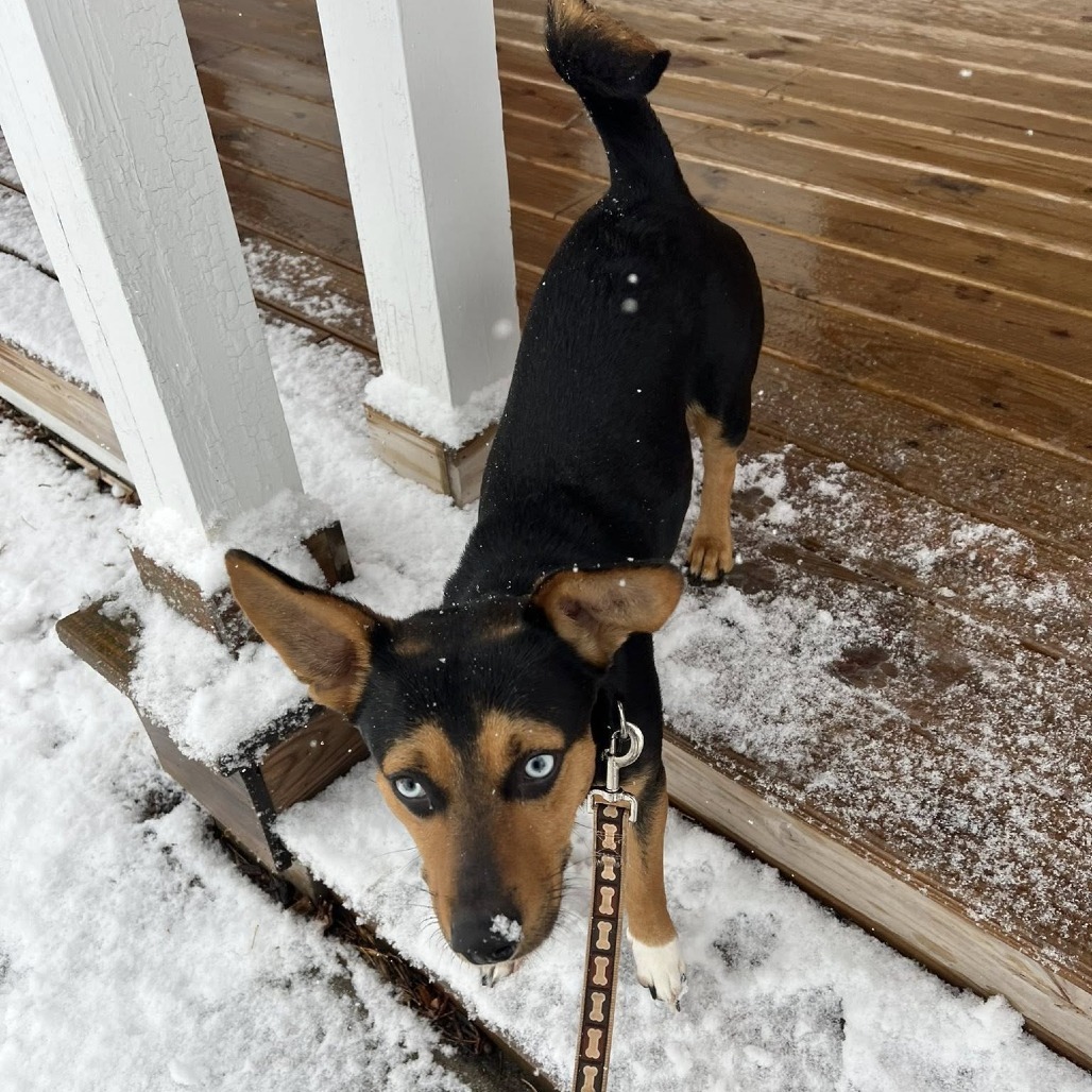 BoJack--In Foster***ADOPTION PENDING***