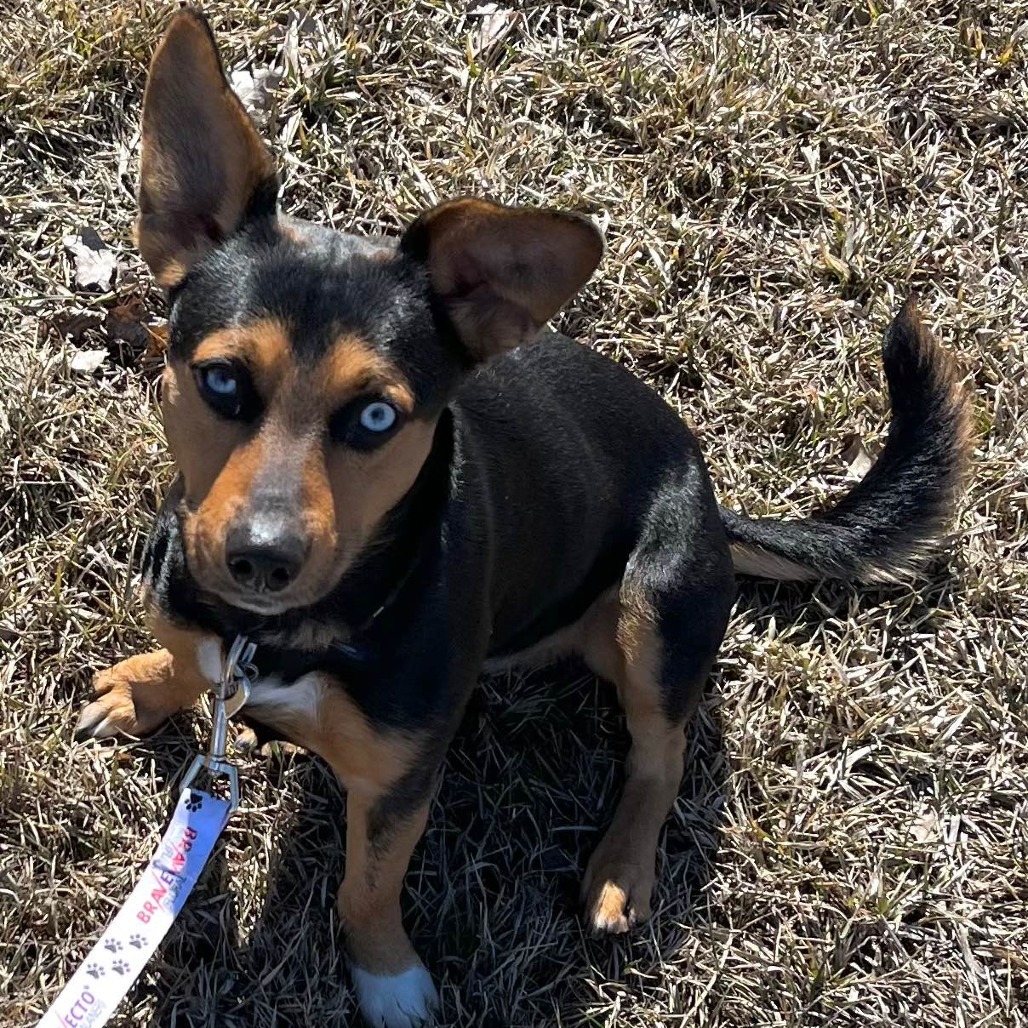 BoJack--In Foster***ADOPTION PENDING***