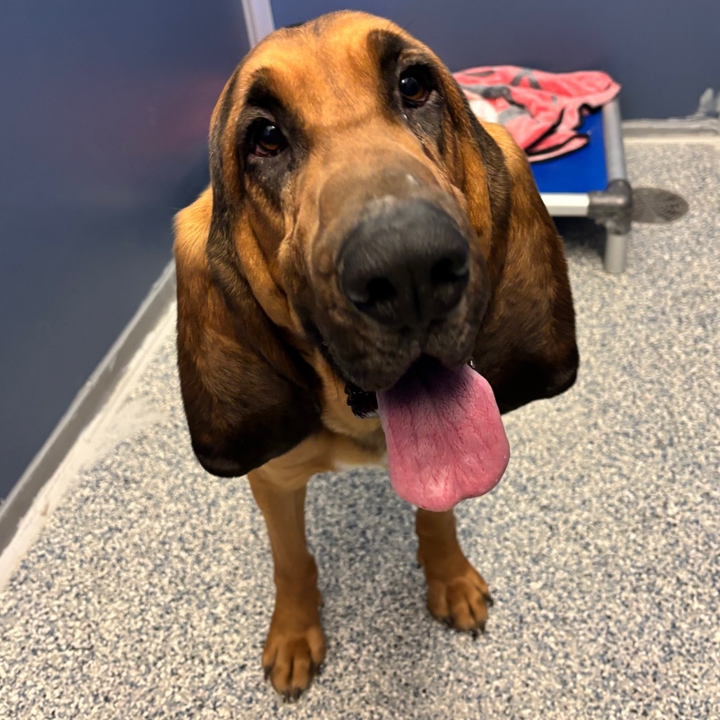 Monte, an adoptable Mixed Breed in Great Falls, MT, 59404 | Photo Image 1