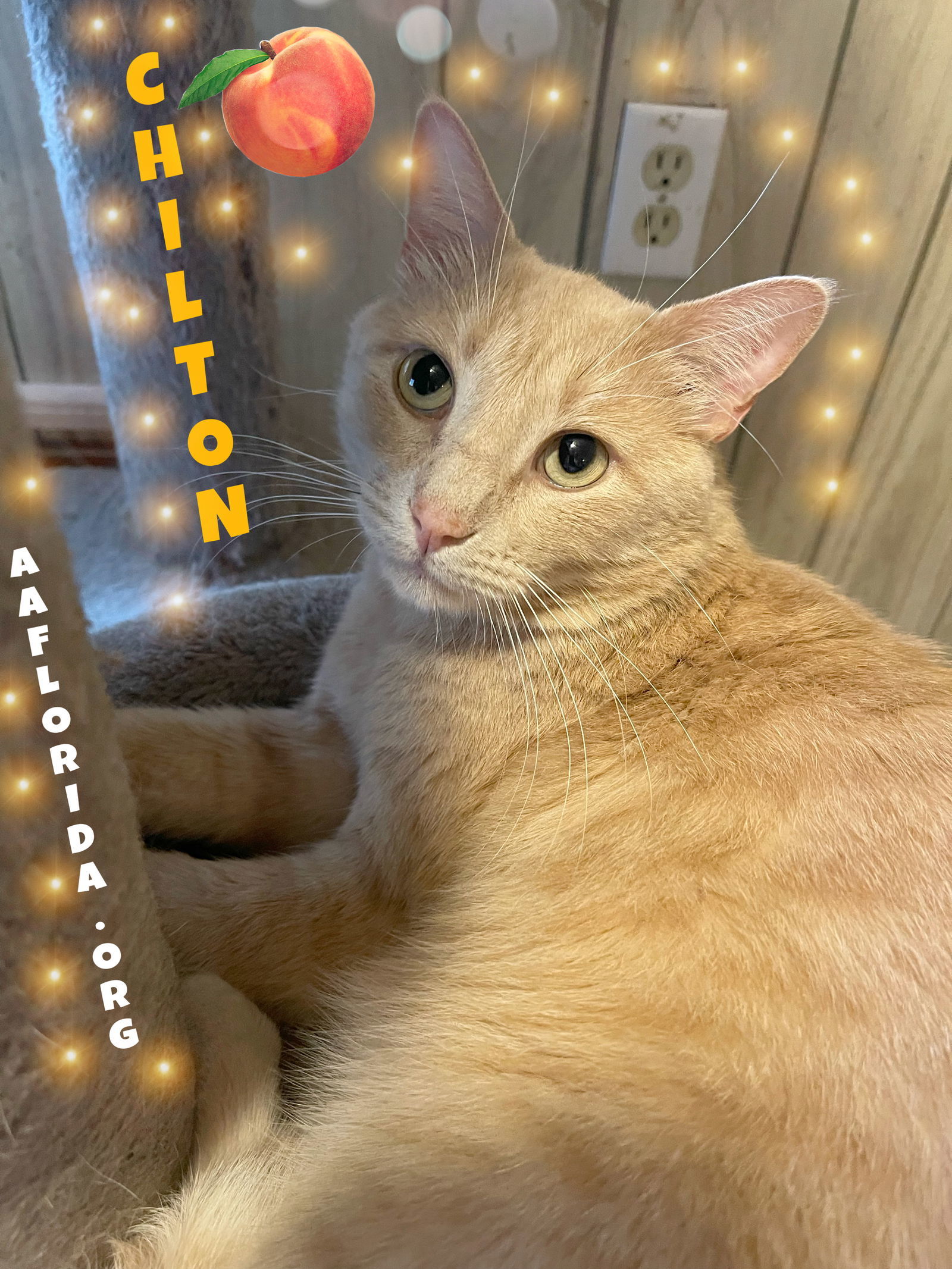 Chilton