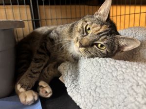 Sonny With A Chance, Adult Female Domestic Short Hair