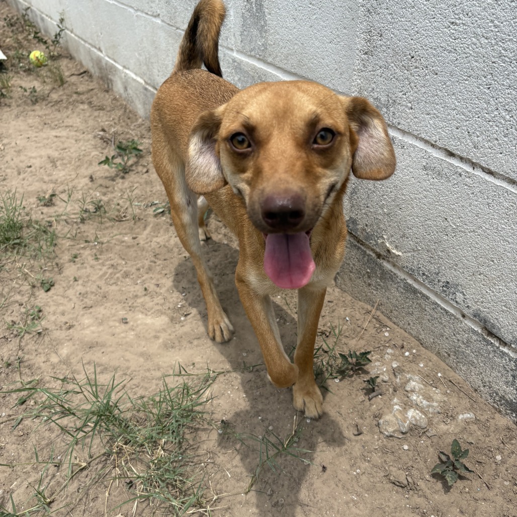 Petunia, an adoptable Labrador Retriever, Chihuahua in Laredo, TX, 78041 | Photo Image 1