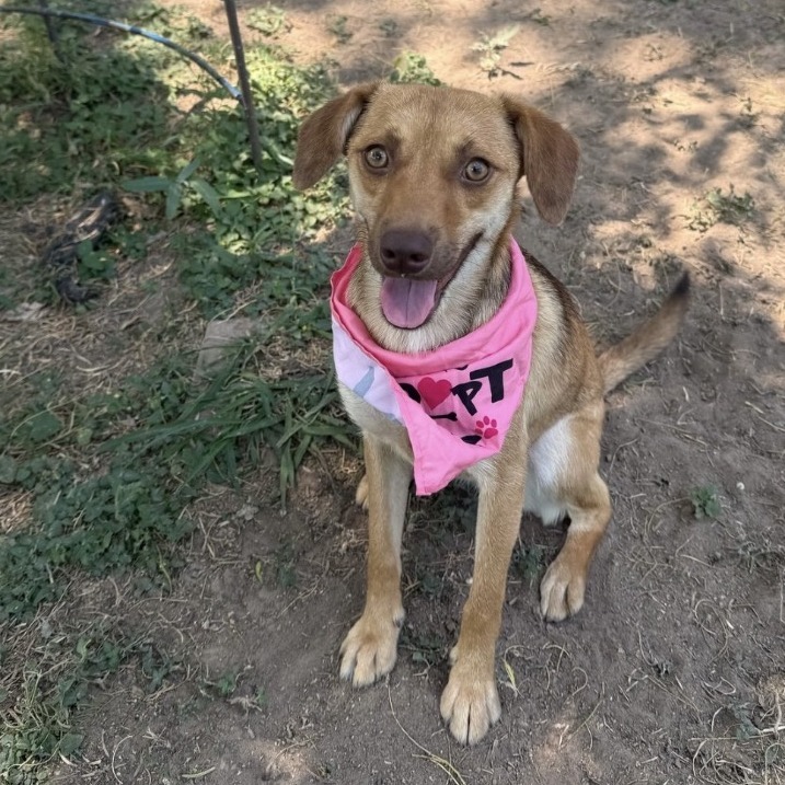 Petunia, an adoptable Labrador Retriever, Chihuahua in Laredo, TX, 78041 | Photo Image 1