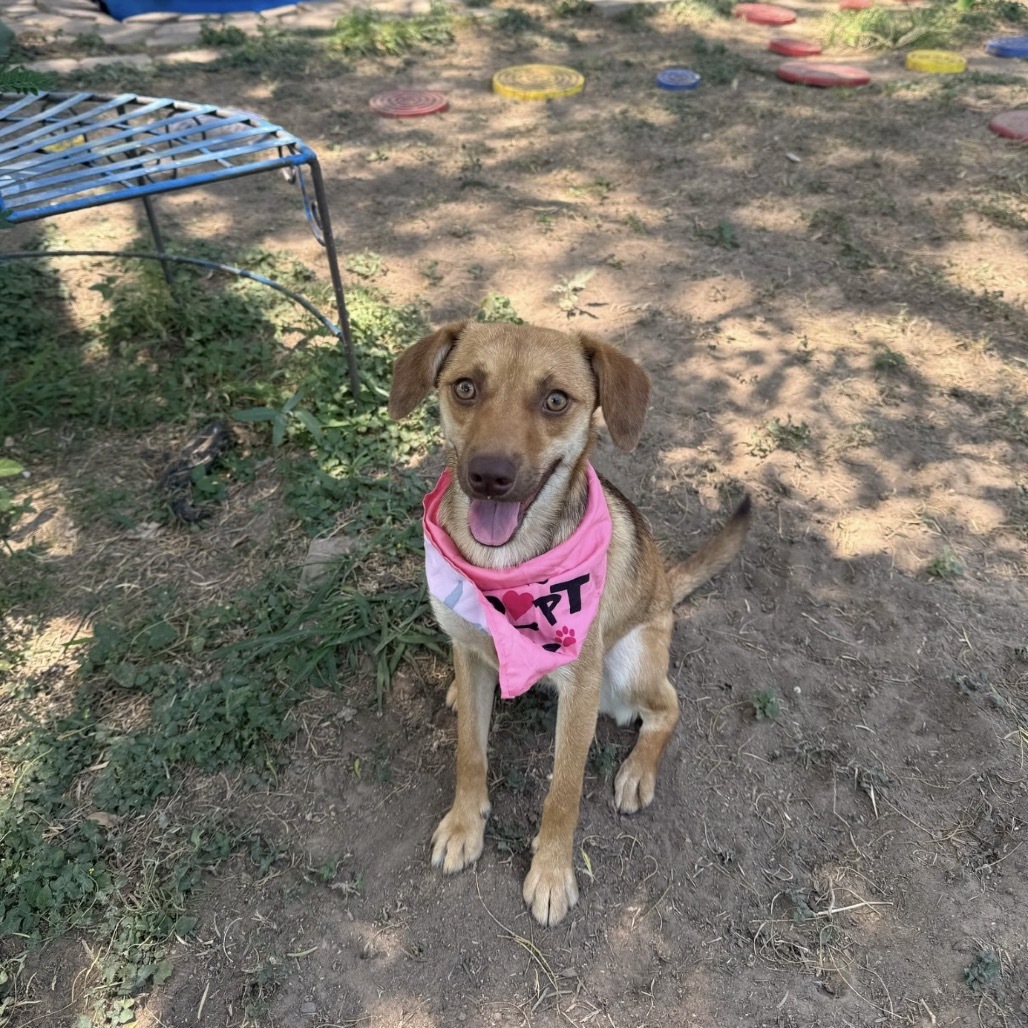 Petunia, an adoptable Labrador Retriever, Chihuahua in Laredo, TX, 78041 | Photo Image 1