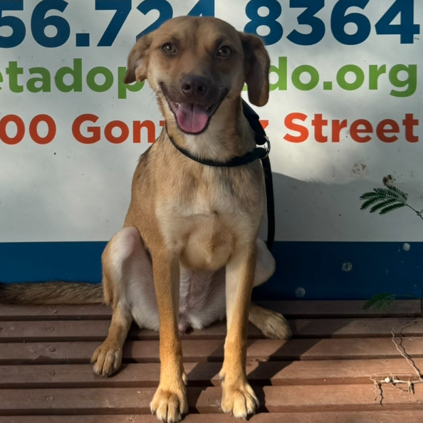 Petunia, an adoptable Labrador Retriever, Chihuahua in Laredo, TX, 78041 | Photo Image 4