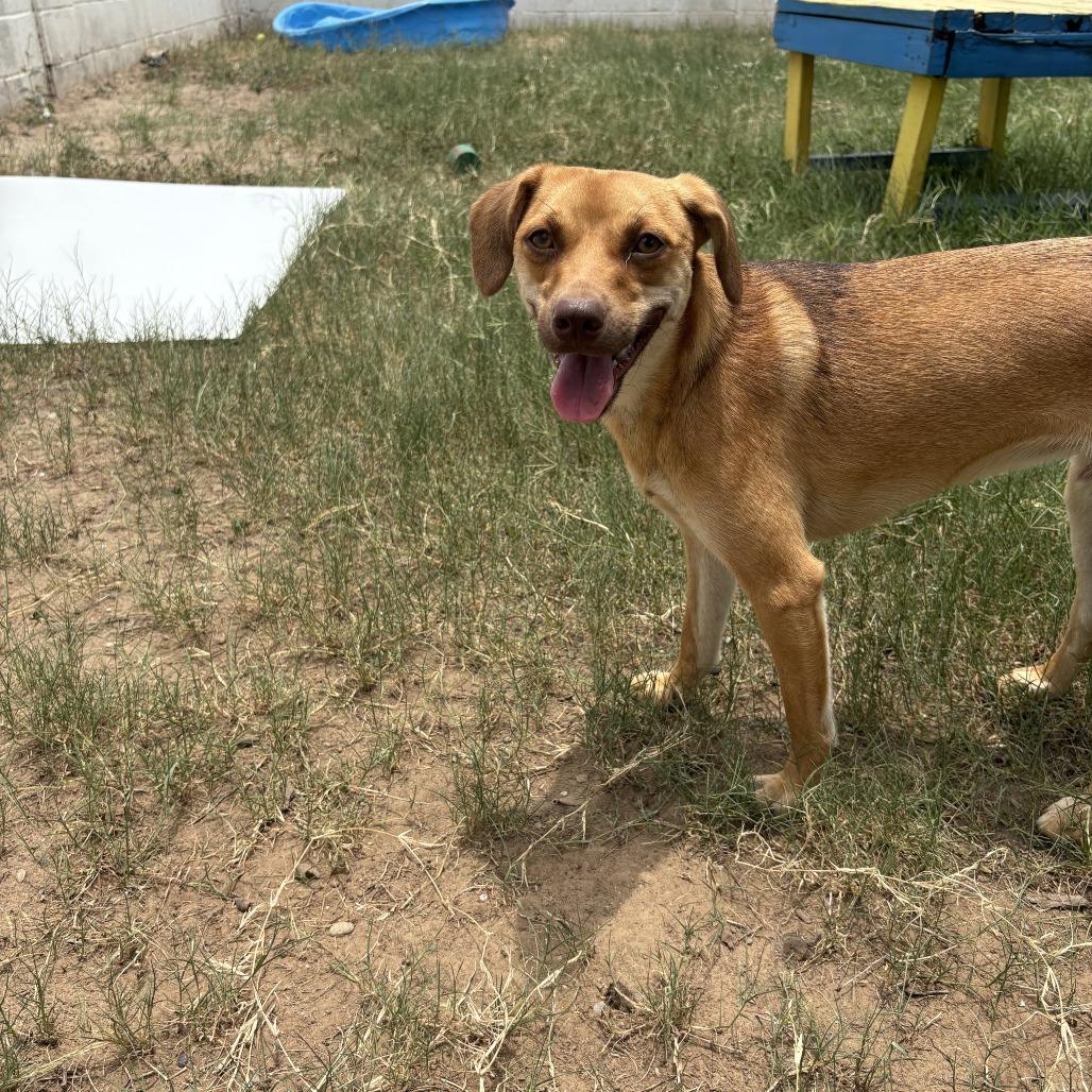 Petunia, an adoptable Labrador Retriever, Chihuahua in Laredo, TX, 78041 | Photo Image 5