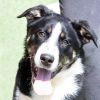 Koda