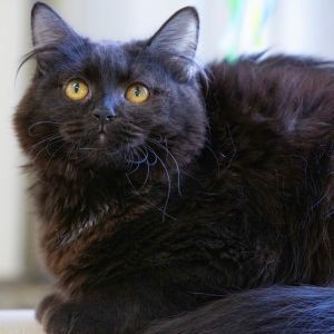 Snowball, Adult Female Domestic Short Hair