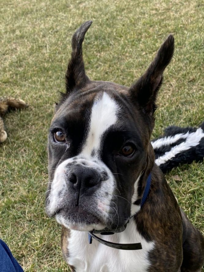 Josie