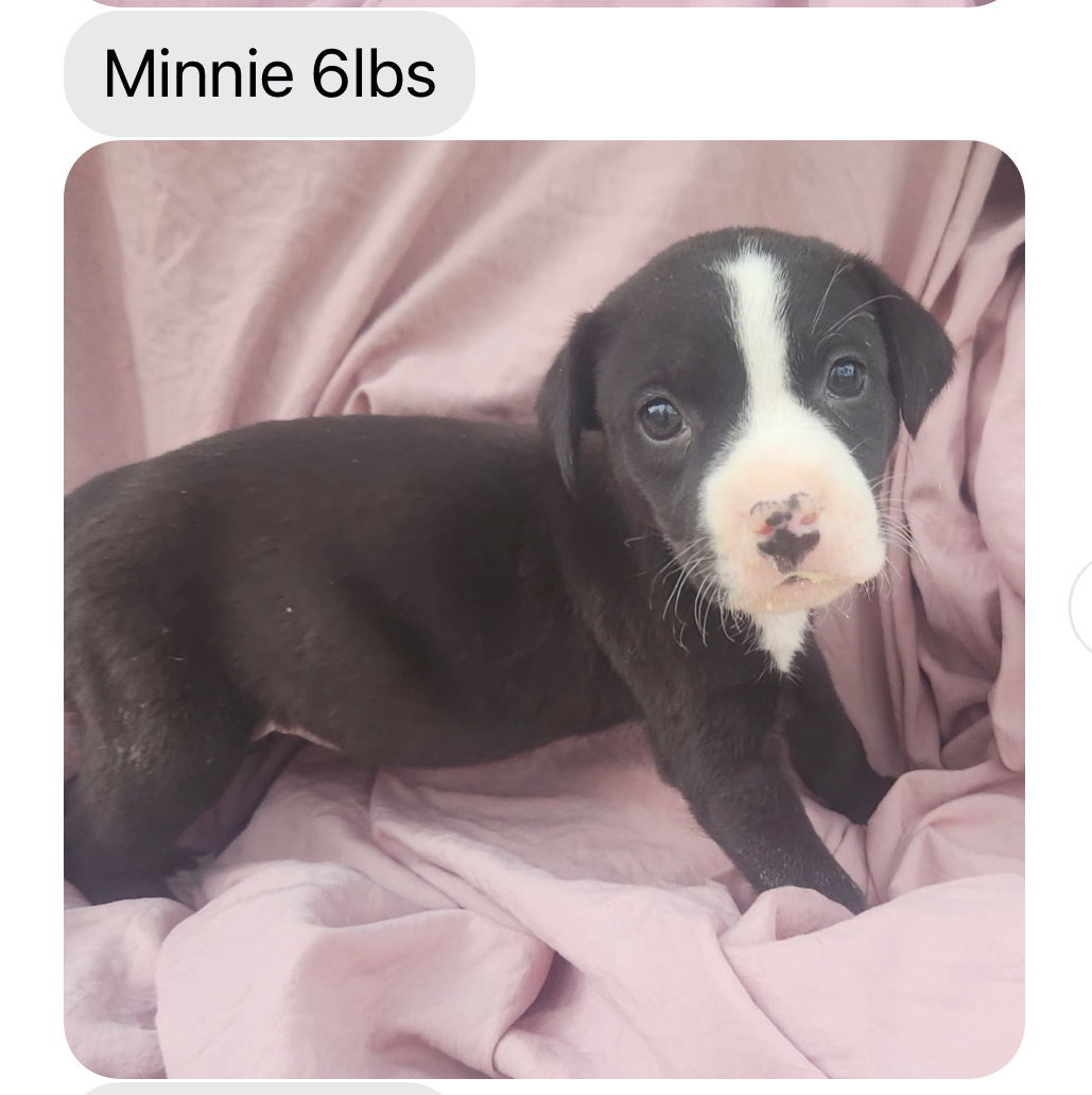 Minnie FH