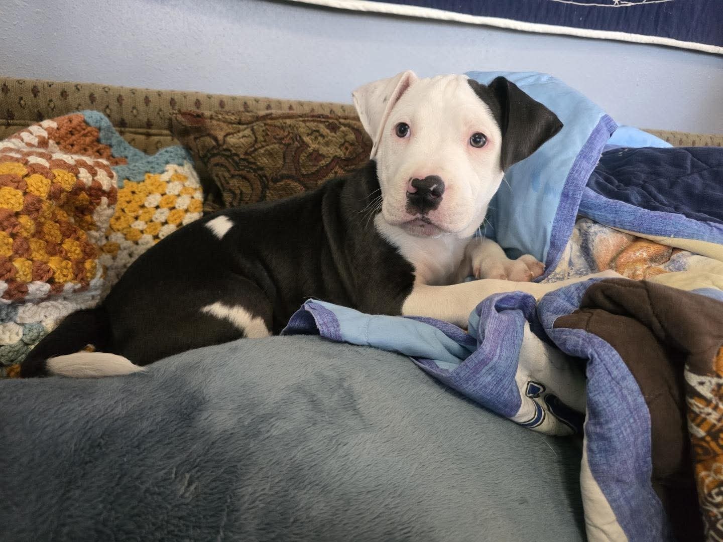 Boch, an adoptable Pit Bull Terrier in Duluth, MN, 55807 | Photo Image 1
