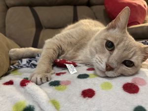 Sunny, Adult Female Domestic Short Hair