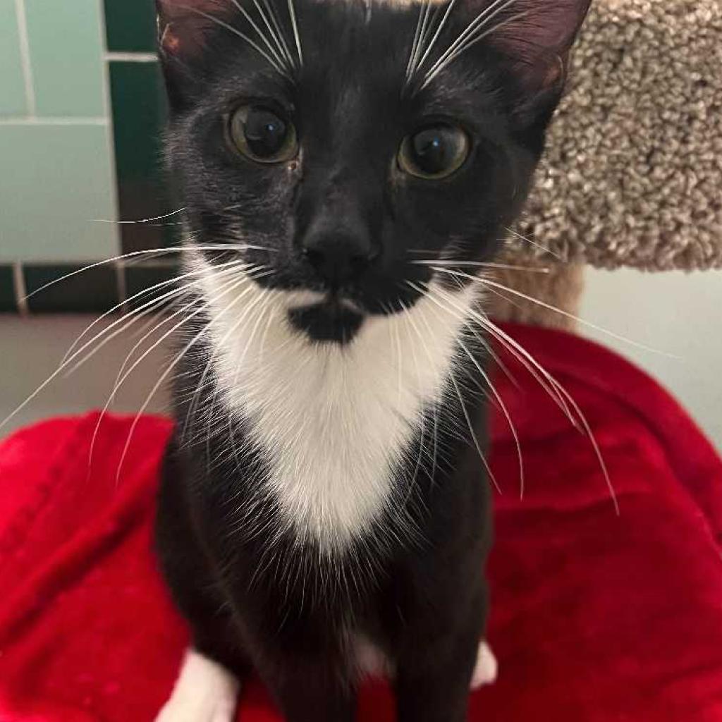Kit Kat