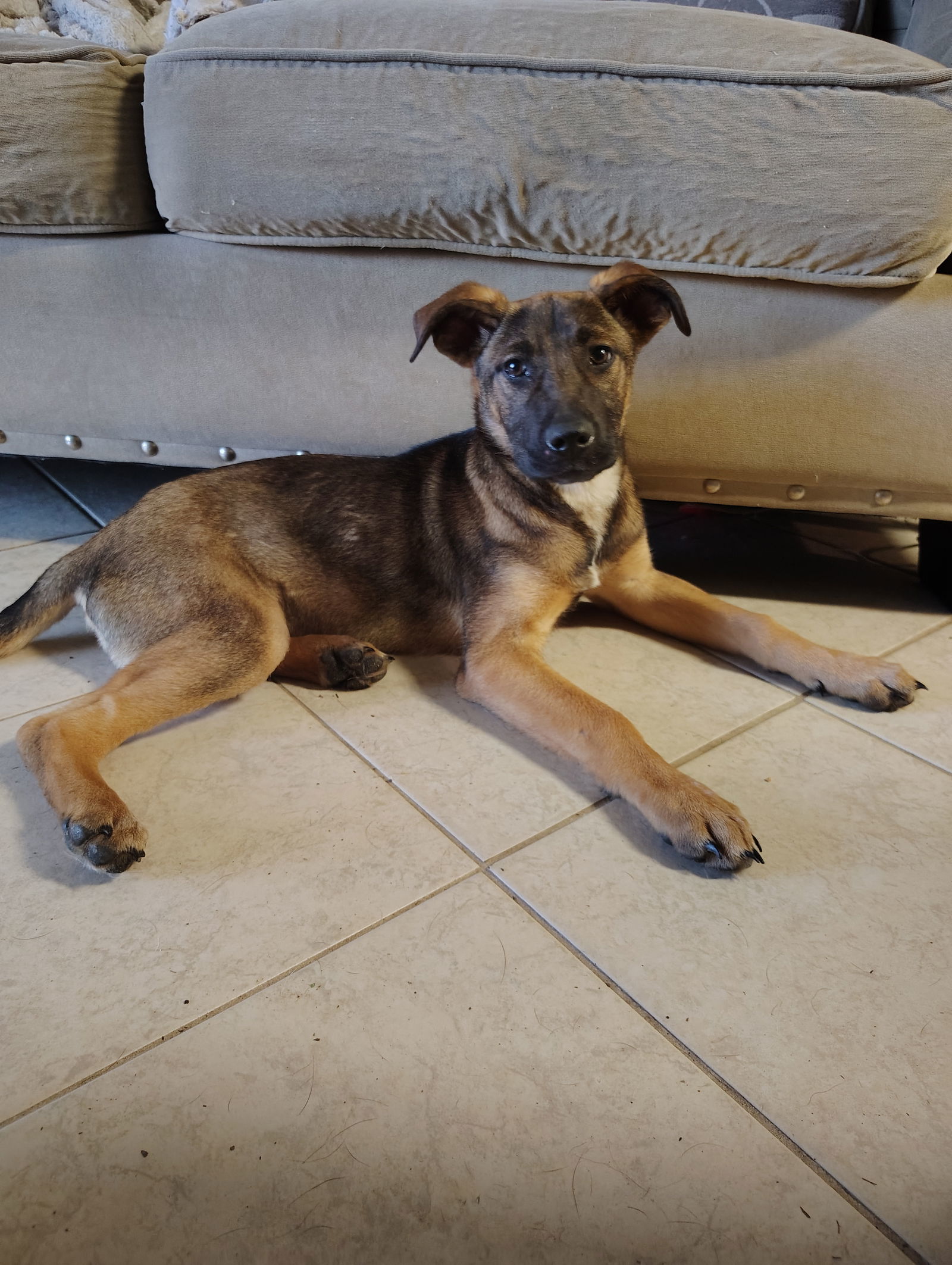 Amelia