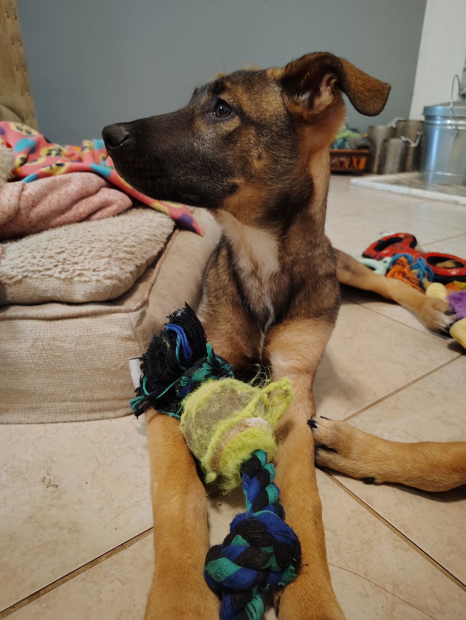 Amelia