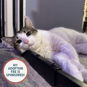 Little Girl - IN FOSTER