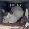 Little Girl - IN FOSTER photo 2