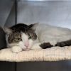 Little Girl - IN FOSTER photo 3