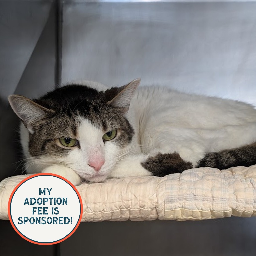 Little Girl - IN FOSTER