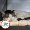 Little Girl - IN FOSTER photo 4
