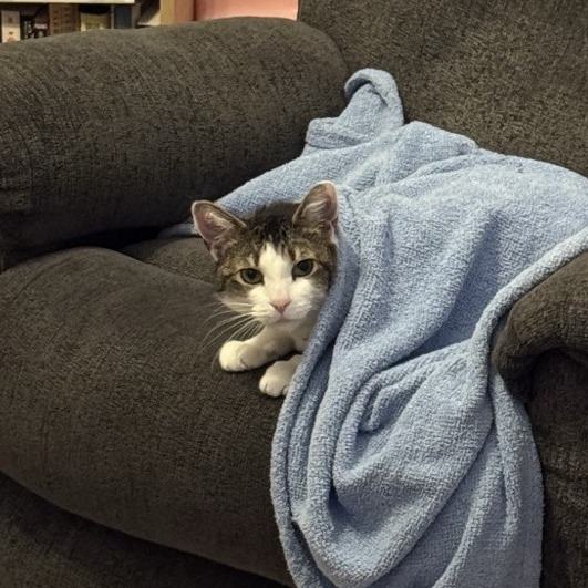 Little Girl - IN FOSTER