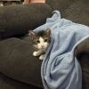 Little Girl - IN FOSTER photo 5