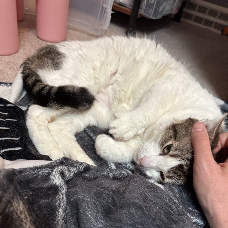 Little Girl - IN FOSTER