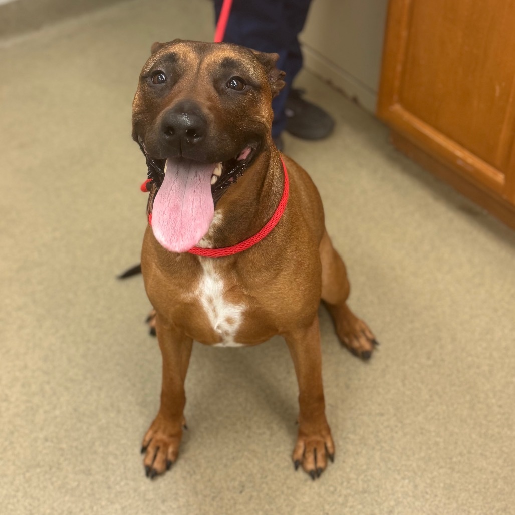 Stella -IN FOSTER