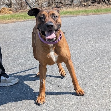 Stella -IN FOSTER