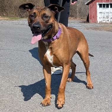 Stella -IN FOSTER