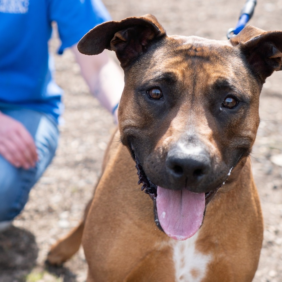 Stella -IN FOSTER
