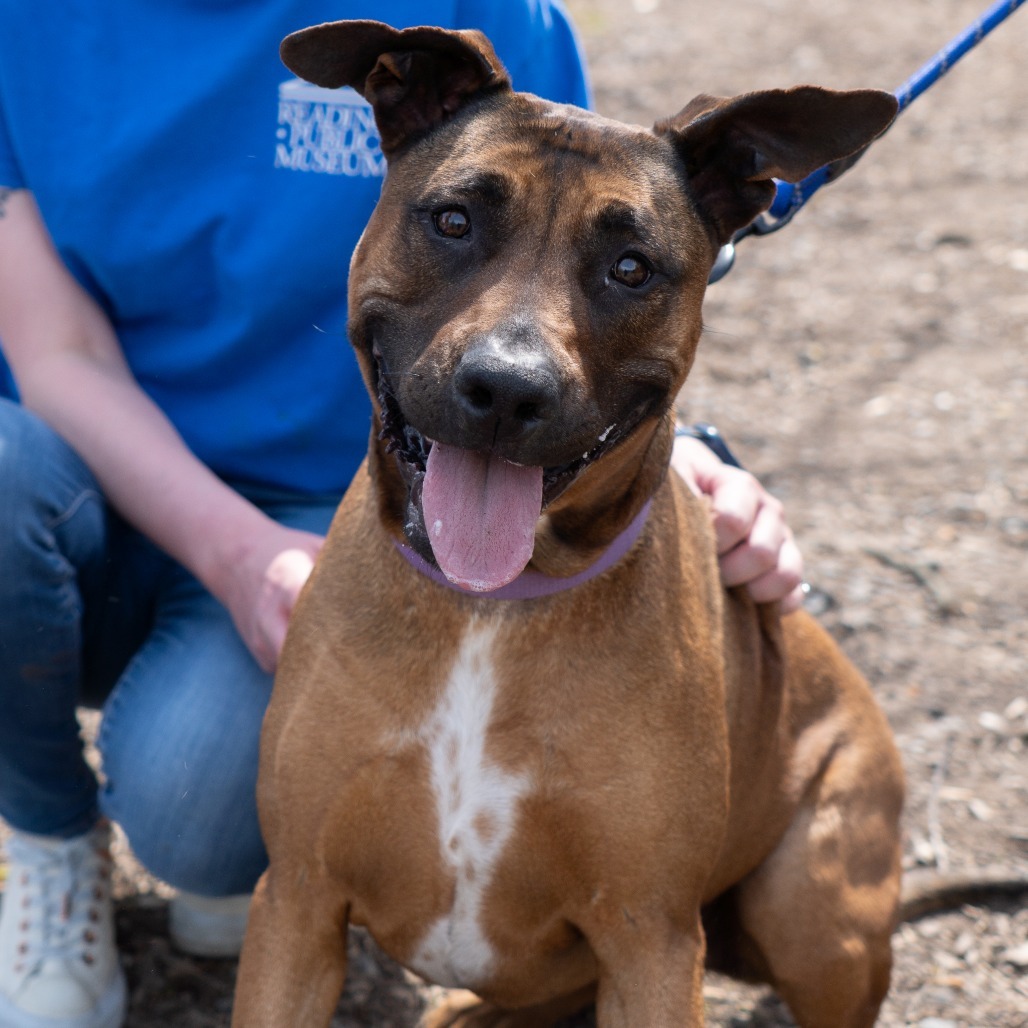 Stella -IN FOSTER