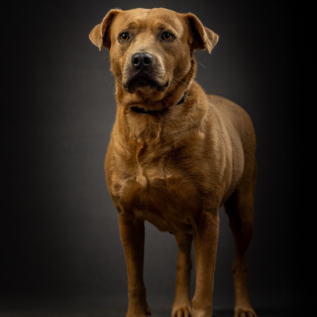 Penny