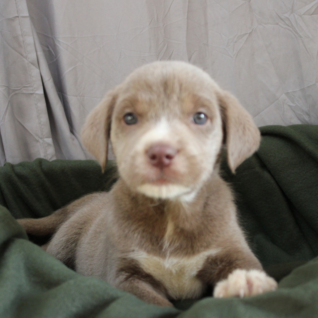 Basil DVSF-006239-031225