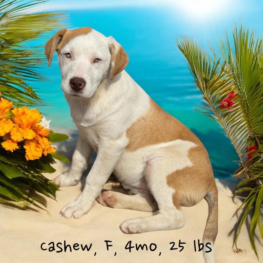 Cashew DPCF-006267-032625
