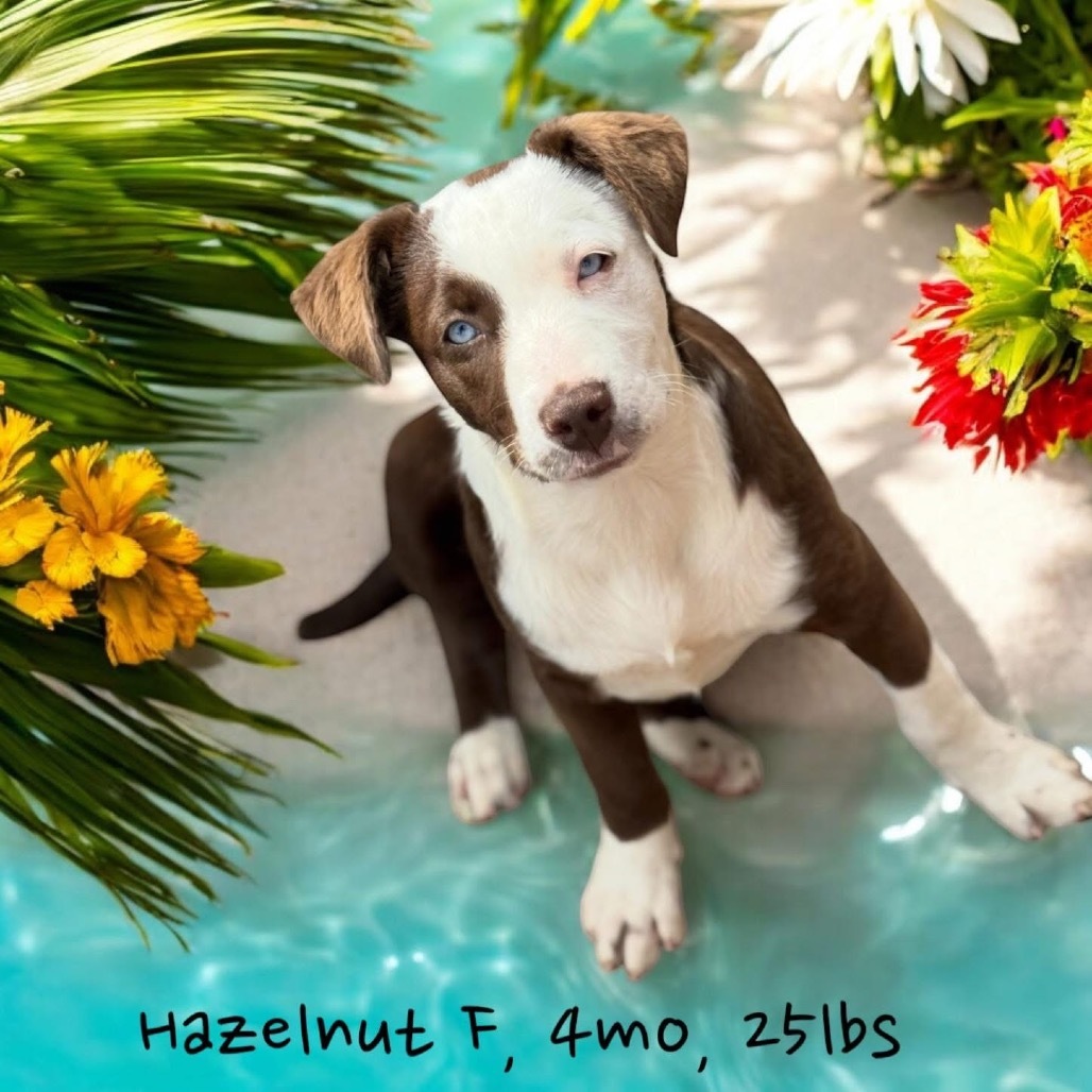 Hazelnut DPCF-006266-032625