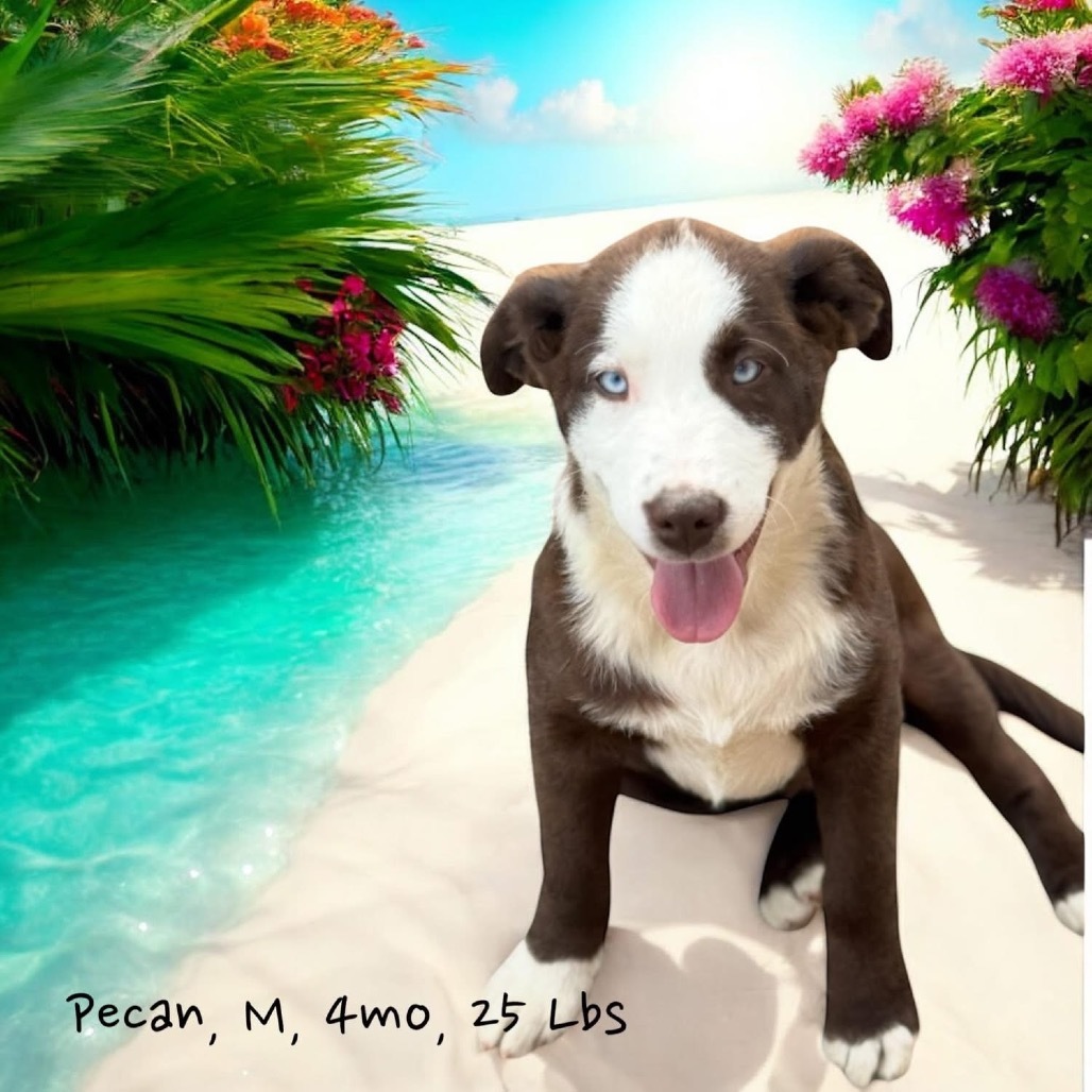 Pecan DPCM-006265-032625