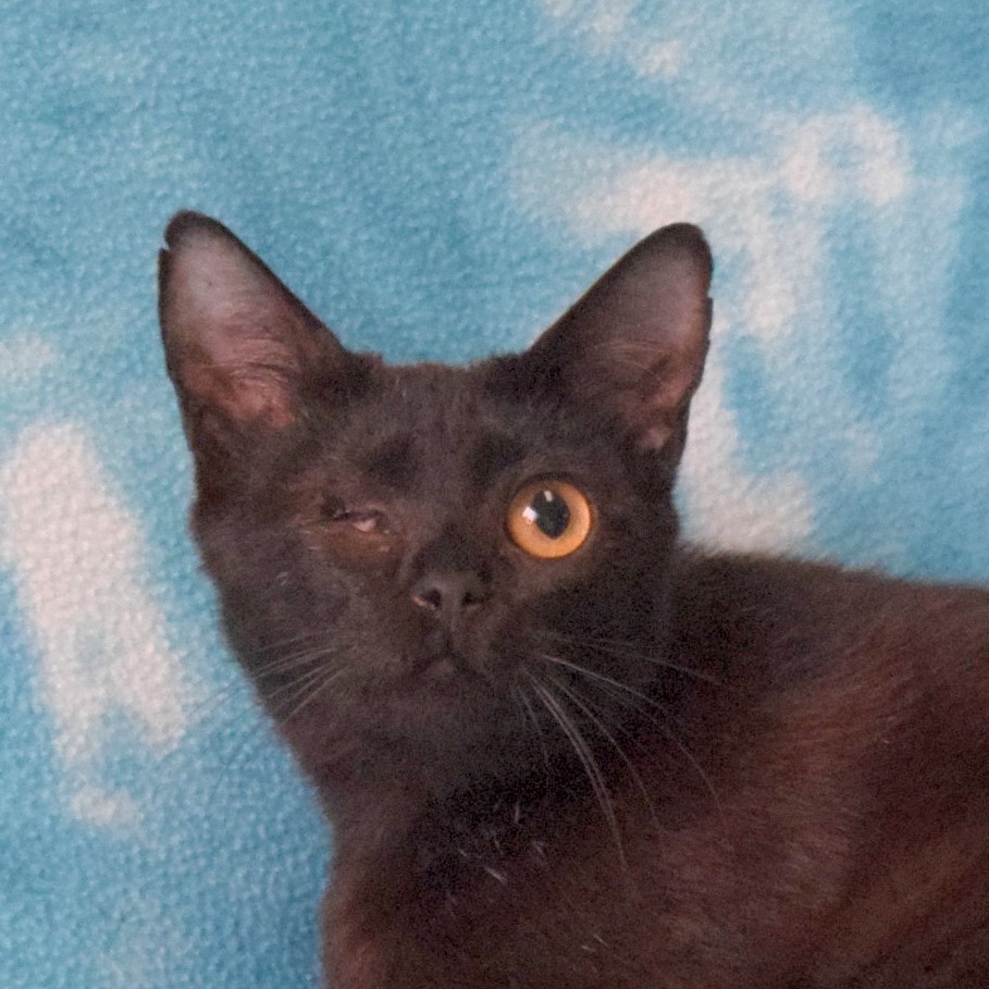 Nora, an adoptable Domestic Short Hair in Eureka, CA, 95503 | Photo Image 1