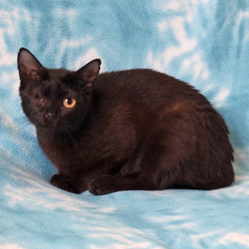 Nora, an adoptable Domestic Short Hair in Eureka, CA, 95503 | Photo Image 2