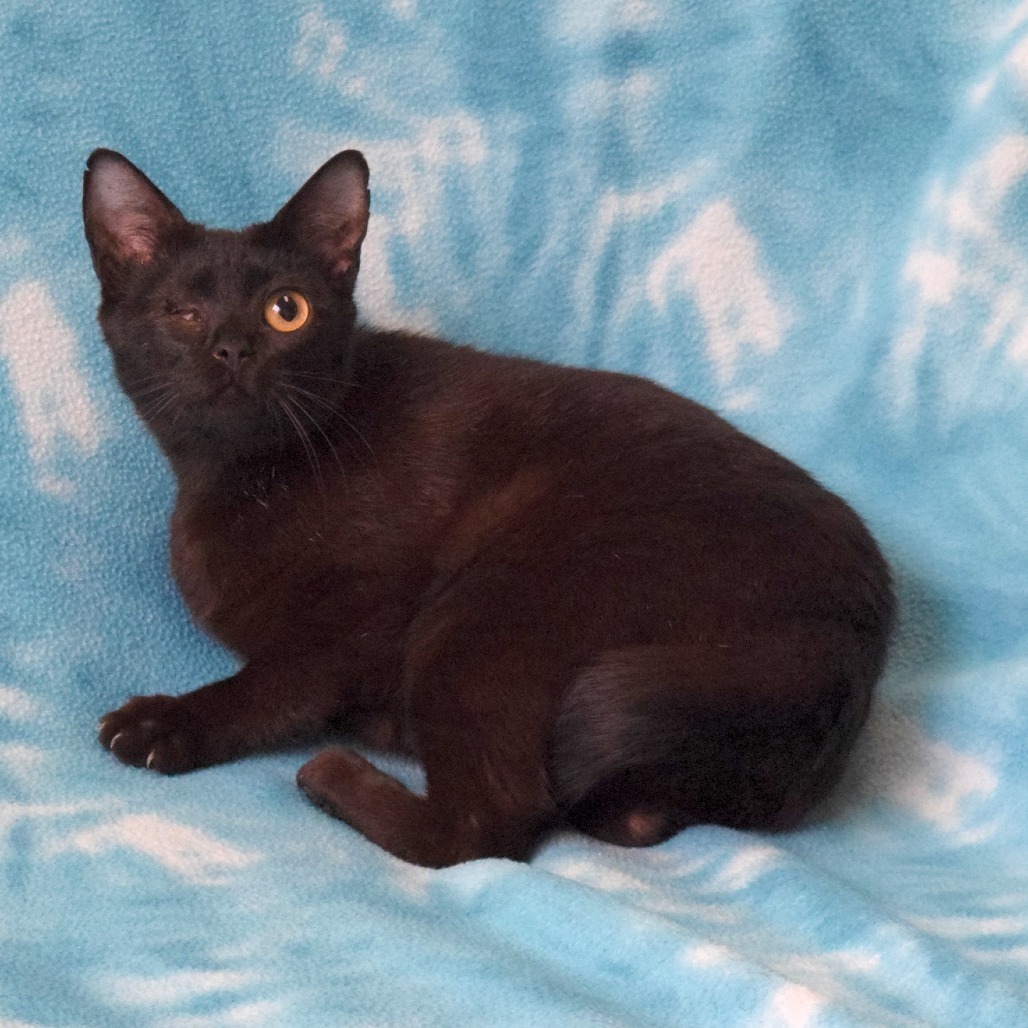 Nora, an adoptable Domestic Short Hair in Eureka, CA, 95503 | Photo Image 3