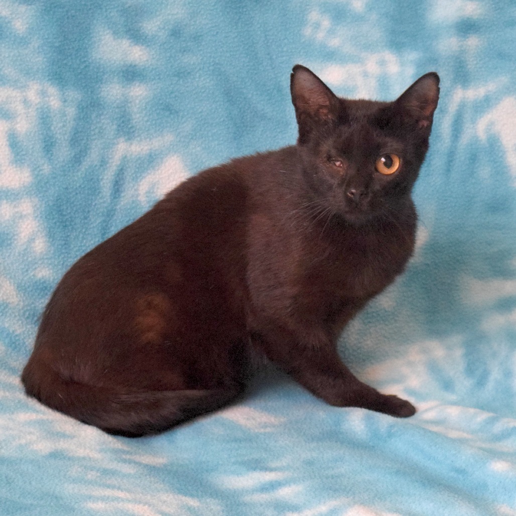 Nora, an adoptable Domestic Short Hair in Eureka, CA, 95503 | Photo Image 4