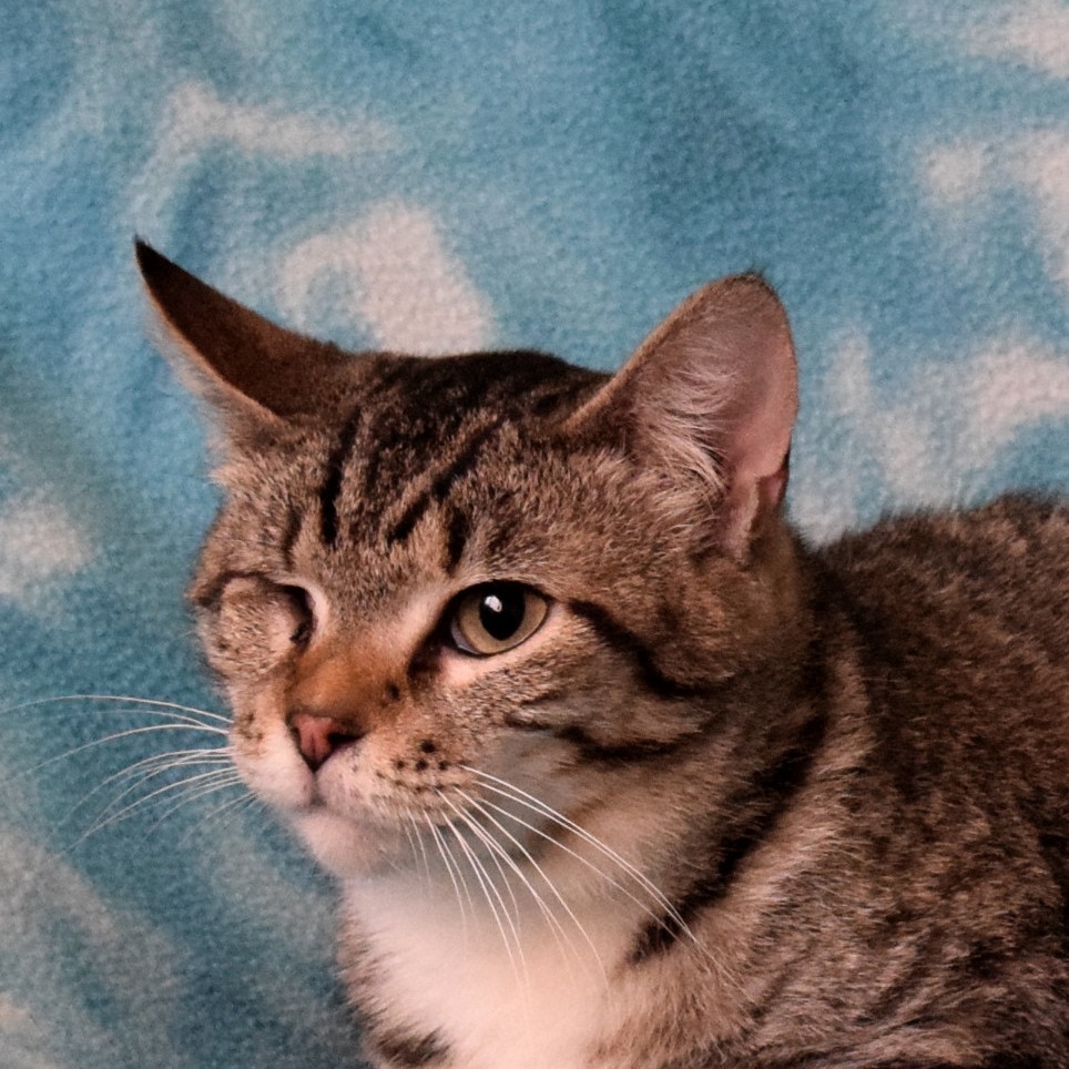 CeeCee, an adoptable Domestic Short Hair in Eureka, CA, 95503 | Photo Image 1