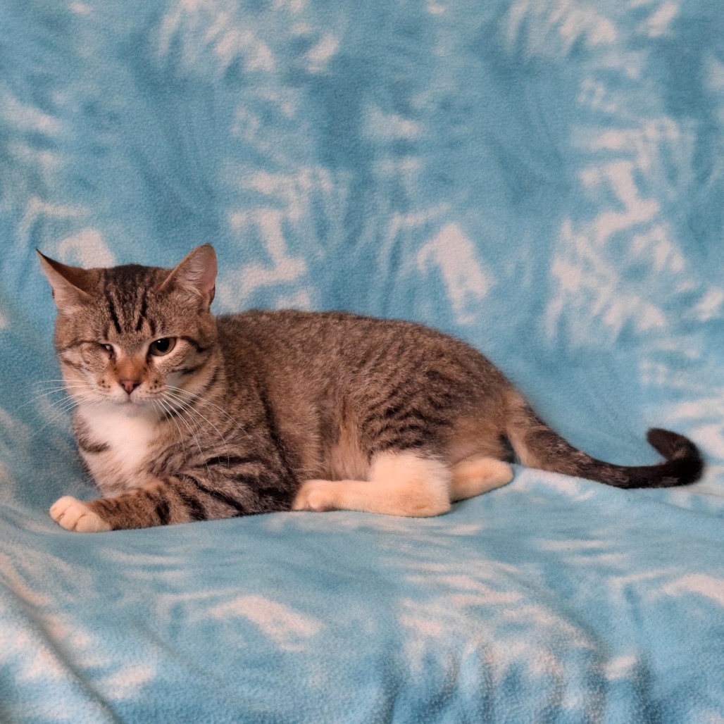 CeeCee, an adoptable Domestic Short Hair in Eureka, CA, 95503 | Photo Image 2